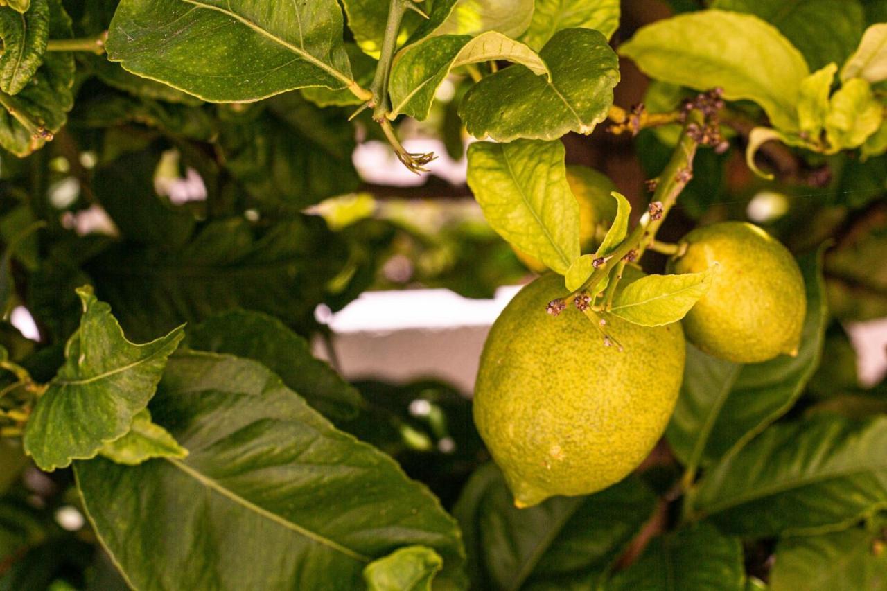 Lemon Tree Apartment Luz Exterior foto